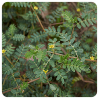 Tribulus Terrestris